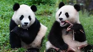 Giant Pandas
